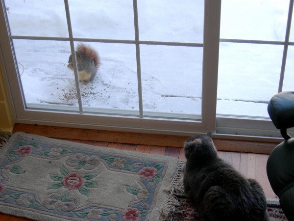 Squirrel 3, Tipper 0