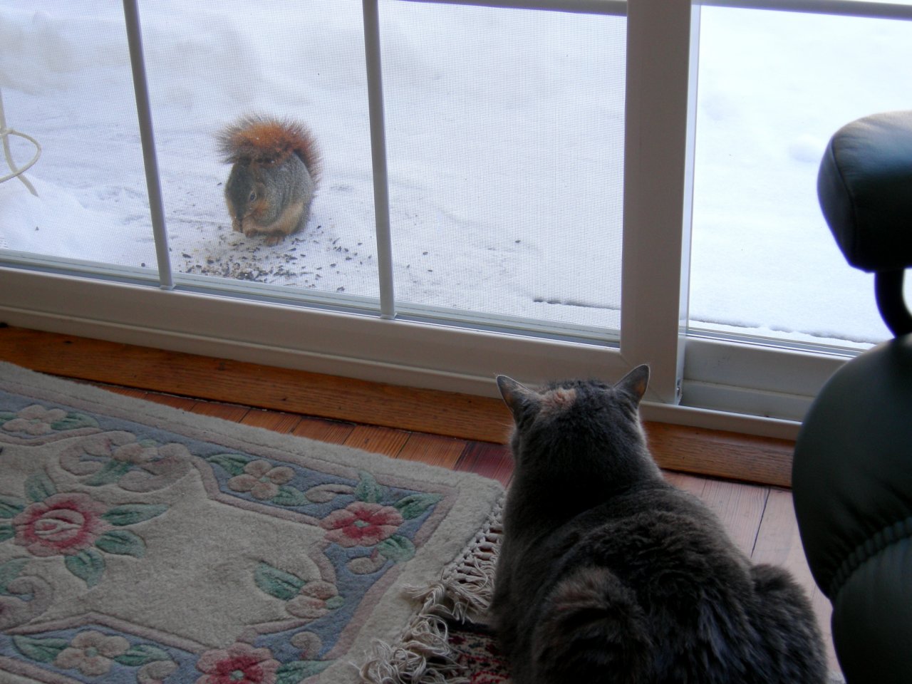 Squirrel 1, Tipper 0