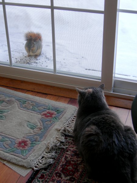 Squirrel 2, Tipper 0