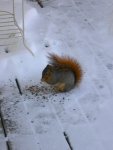 Squirrel Eating Seed