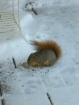Squirrel Eating Seed