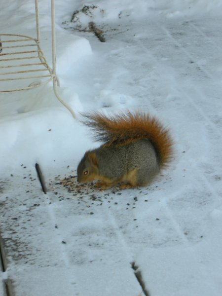 Squirrel Eating Seed