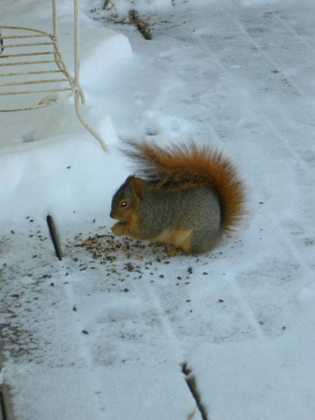 Squirrel Eating Seed