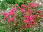 Azaleas