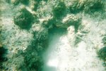 Snorkeling in Cozumel