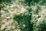 Snorkeling in Cozumel