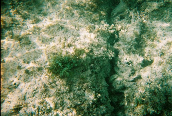 Snorkeling in Cozumel