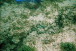 Snorkeling in Cozumel