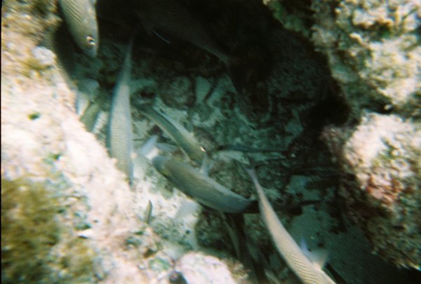 Snorkeling in Cozumel