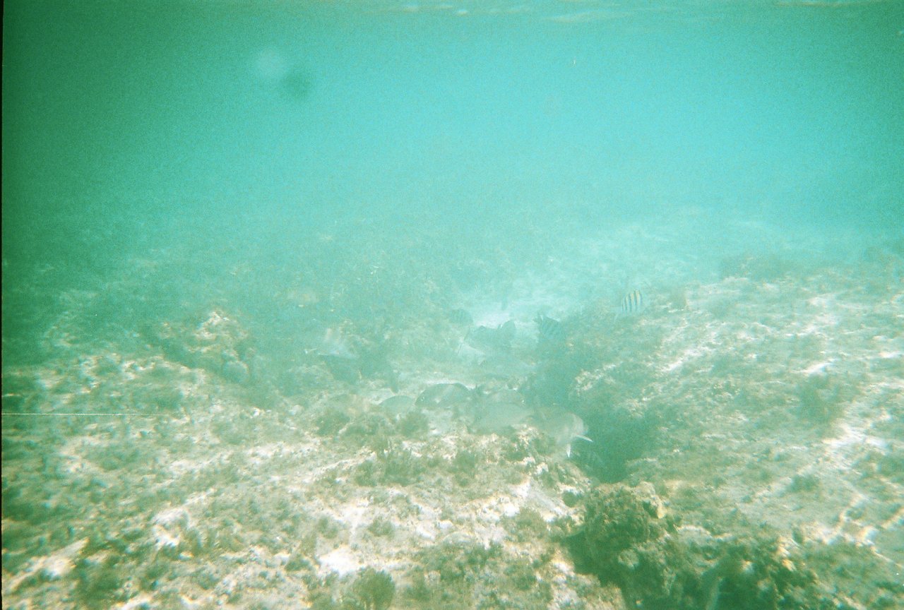 Snorkeling in Cozumel