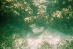 Snorkeling in Cozumel