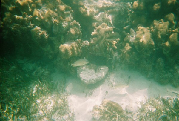 Snorkeling in Cozumel