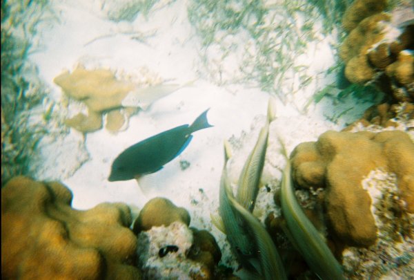 Snorkeling in Cozumel