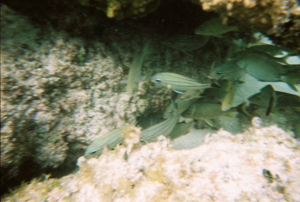 Snorkeling in Cozumel
