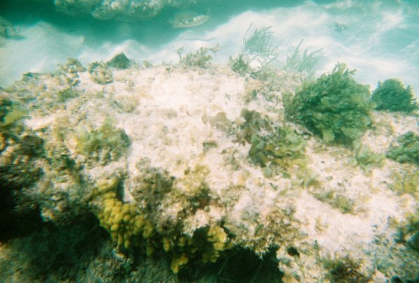 Snorkeling in Cozumel