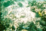 Snorkeling in Cozumel