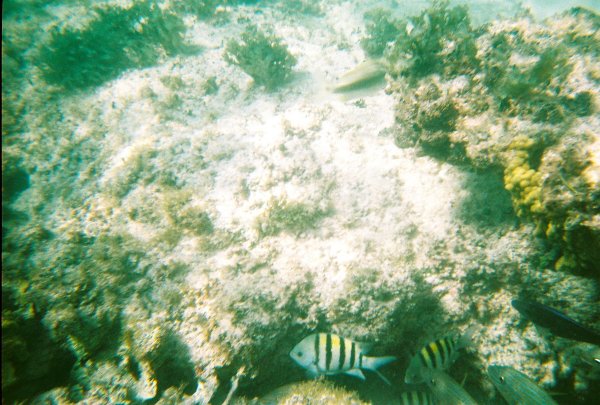 Snorkeling in Cozumel