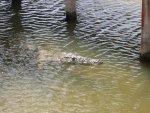 A crocodile, under the pier.