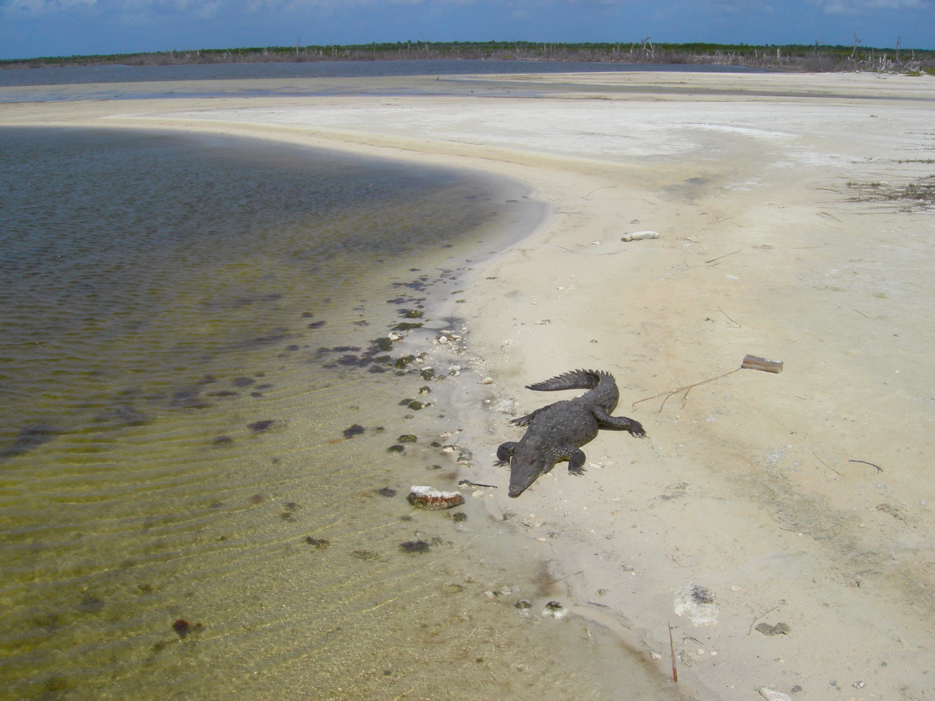 Another waiting on the shore nearby.