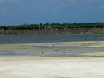 A bird (ibis?) near the edge of the saltwater lake.