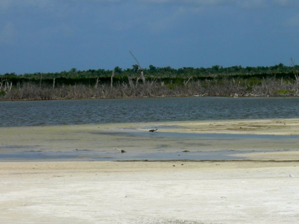 A bird (ibis?) near the edge of the saltwater lake.
