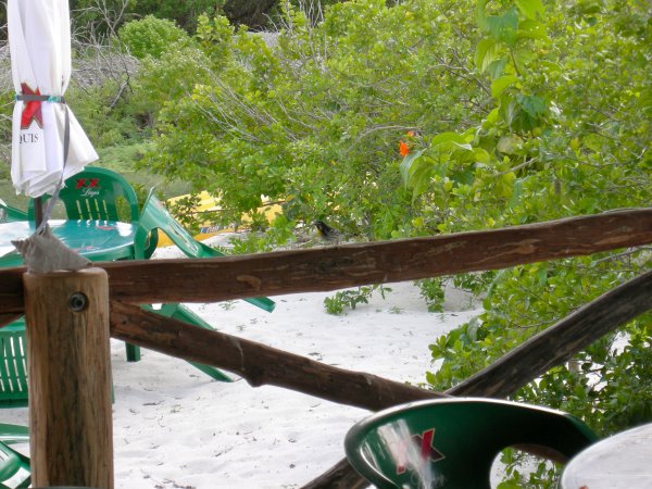 A little bird hanging around the buffet area.