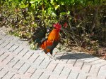 Roosters run free on the island of Key West.