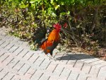 Roosters run free on the island of Key West.