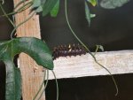 Butterfly Conservatory: Cairns Birdwing (Ornithoptera Poseidon) caterpillar.