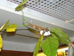 Butterfly Conservatory: Blue Morpho (Morpho Peleides) Caterpillar