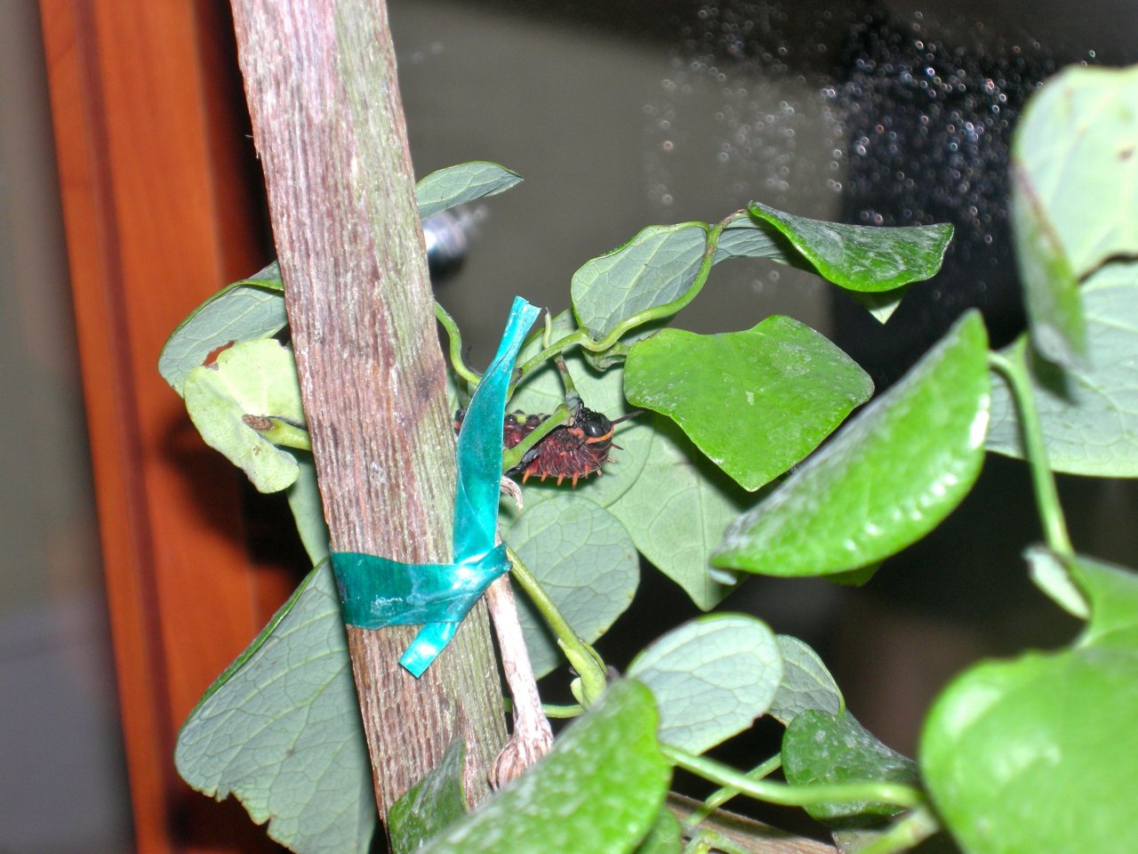 Butterfly Conservatory: Polydamas Swallowtail (Papilio Polydamas) Caterpillar