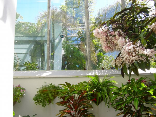 Butterfly Conservatory