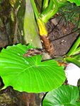 Butterfly Conservatory