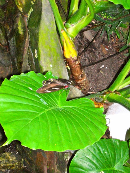 Butterfly Conservatory
