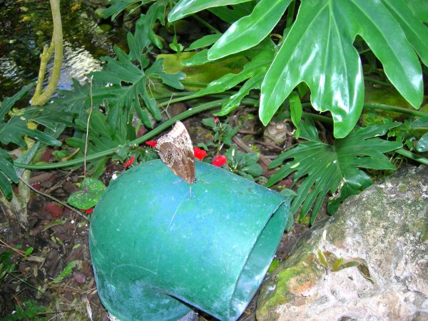 Butterfly Conservatory