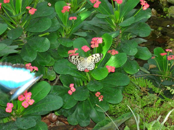 Butterfly Conservatory