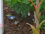 Butterfly Conservatory: Quail