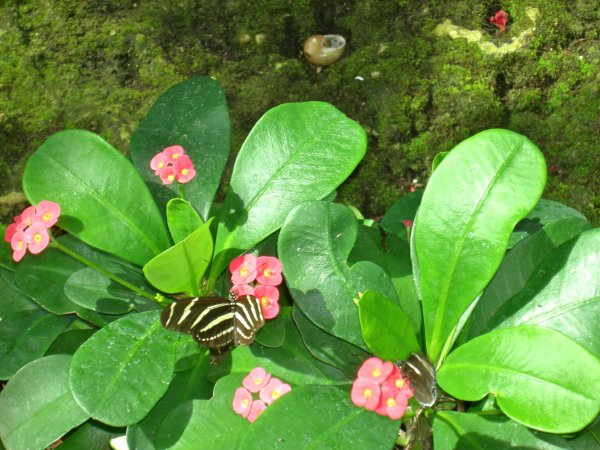 Butterfly Conservatory