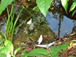 Butterfly Conservatory: Finches and Tanagers