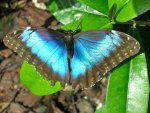Butterfly Conservatory