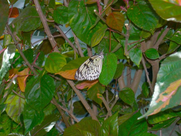 Butterfly Conservatory