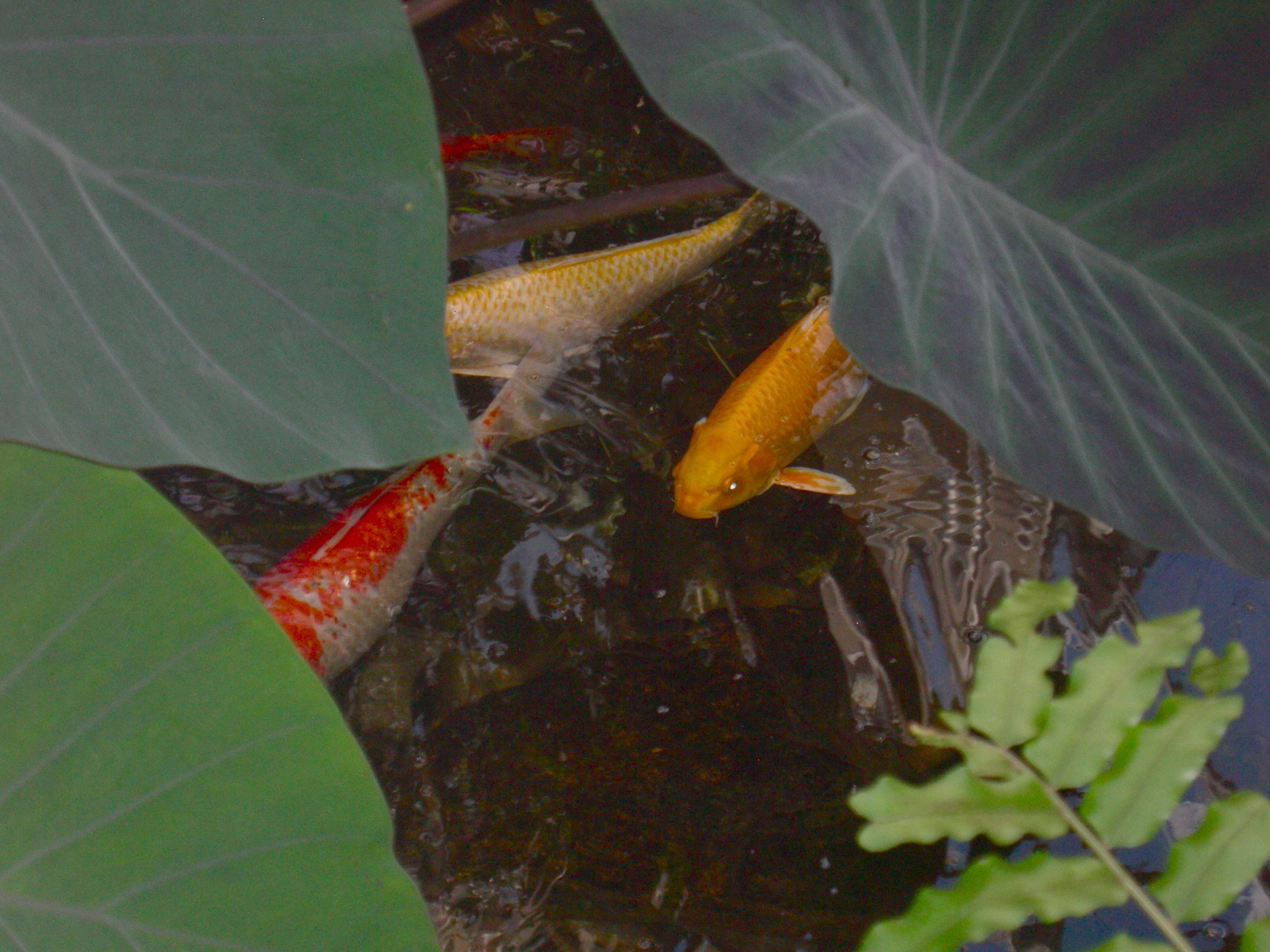 Butterfly Conservatory: Koi pond.