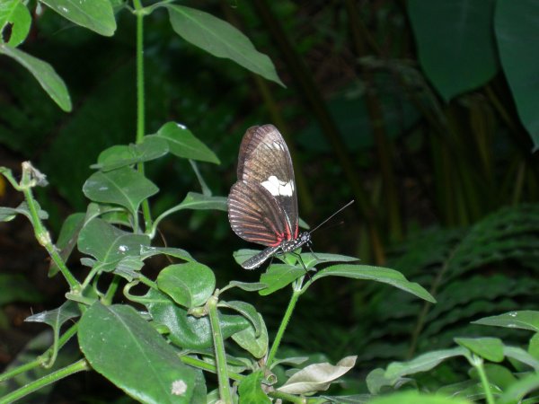 Butterfly Conservatory