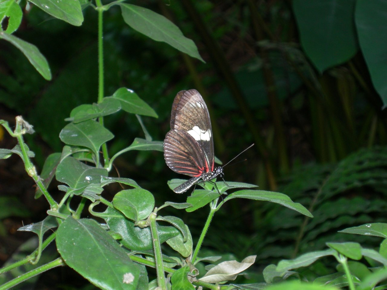 Butterfly Conservatory