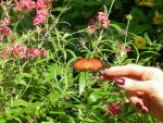 Butterfly Conservatory