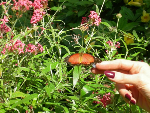 Butterfly Conservatory