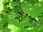 Butterfly Conservatory