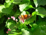 Butterfly Conservatory