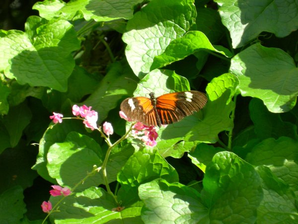 Butterfly Conservatory