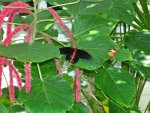 Butterfly Conservatory